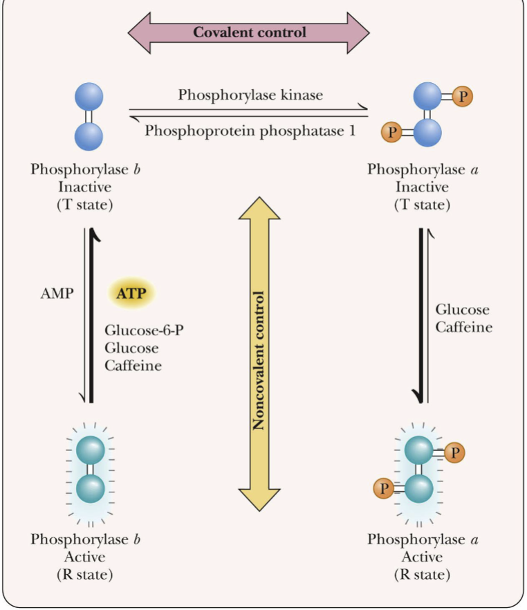 <ul><li><p>Side chain -OH groups: Ser, Thr, &amp; Tyr can form phosphate esters</p></li><li><p>Phosphorylation by ATP can convert an inactive precursor into a active enzyme</p></li><li><p>Membrane transport is a common example</p></li></ul><p></p>