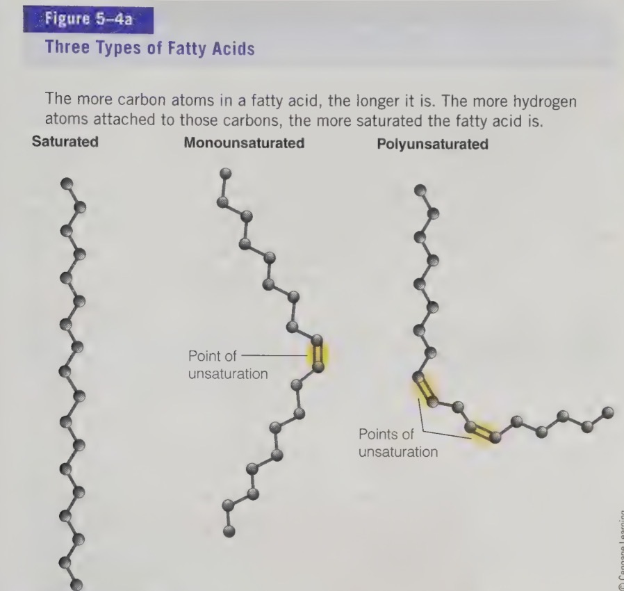 <ul><li><p>fatty acids can also be classified by degree os saturation</p></li><li><p>saturation refers to the number of hydrogen atoms a fatty acids chain is holding</p></li><li><p>the more hydrogen atoms attached, the more saturated the fatty acid is </p></li></ul><p></p>