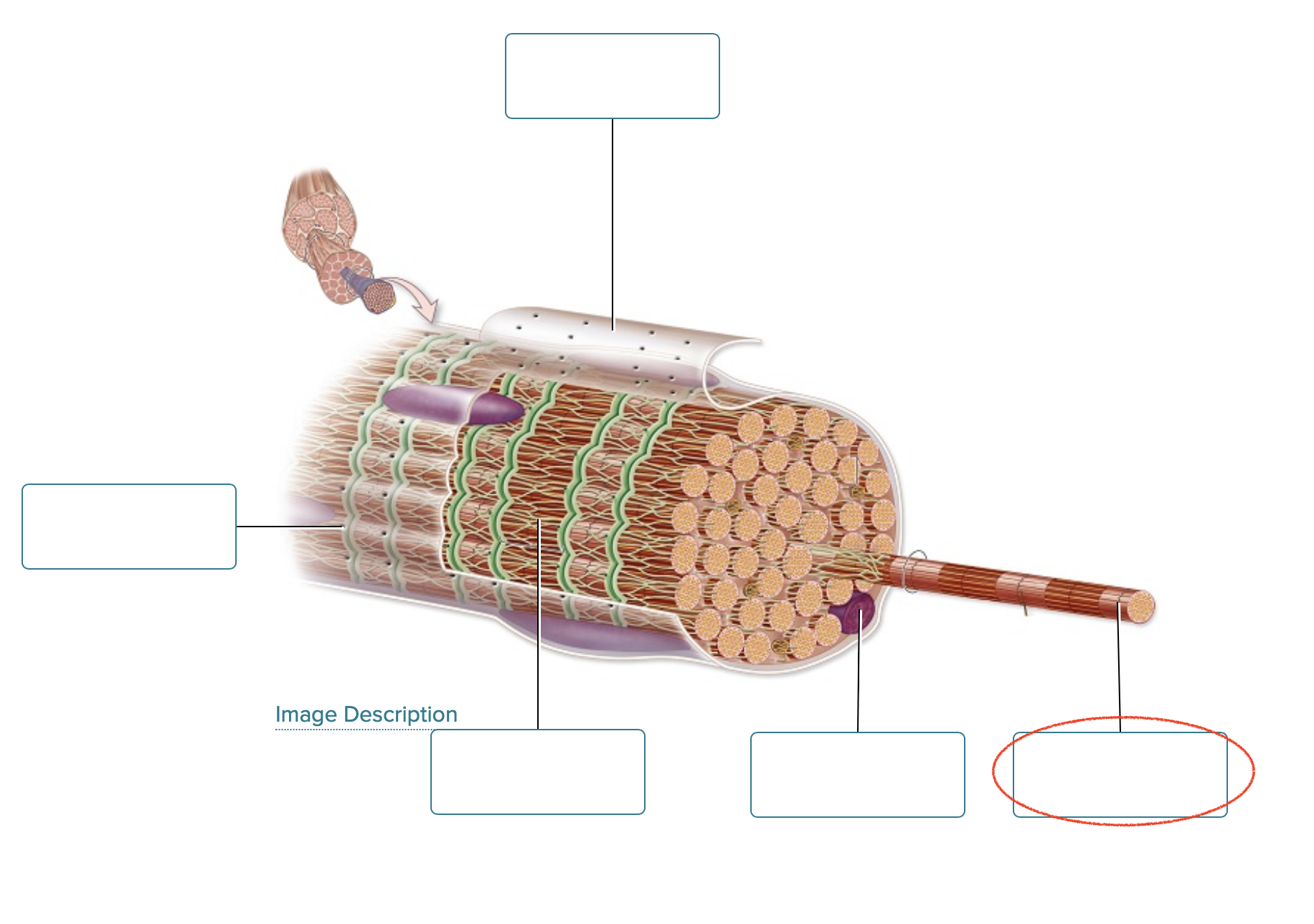 <p><span><span>Label the structures of a skeletal muscle fiber.</span></span></p>
