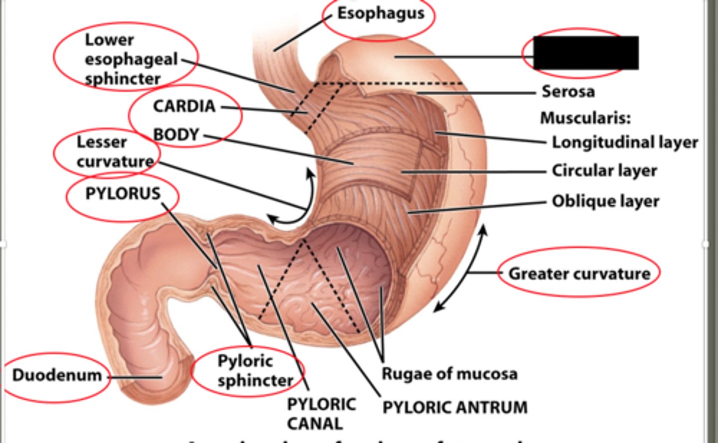 knowt flashcard image