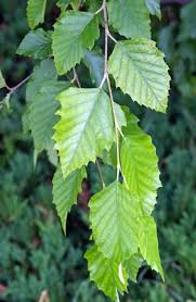 <p><span>The bark is exfoliating; gray-brown to ivory or copper colored. The leaves are alternate, simple, 1-3 inches long, and oval-shaped with serrated edges; they are green above and whitish underneath. Flowers are inconspicuous. (barely noticeable)</span></p>