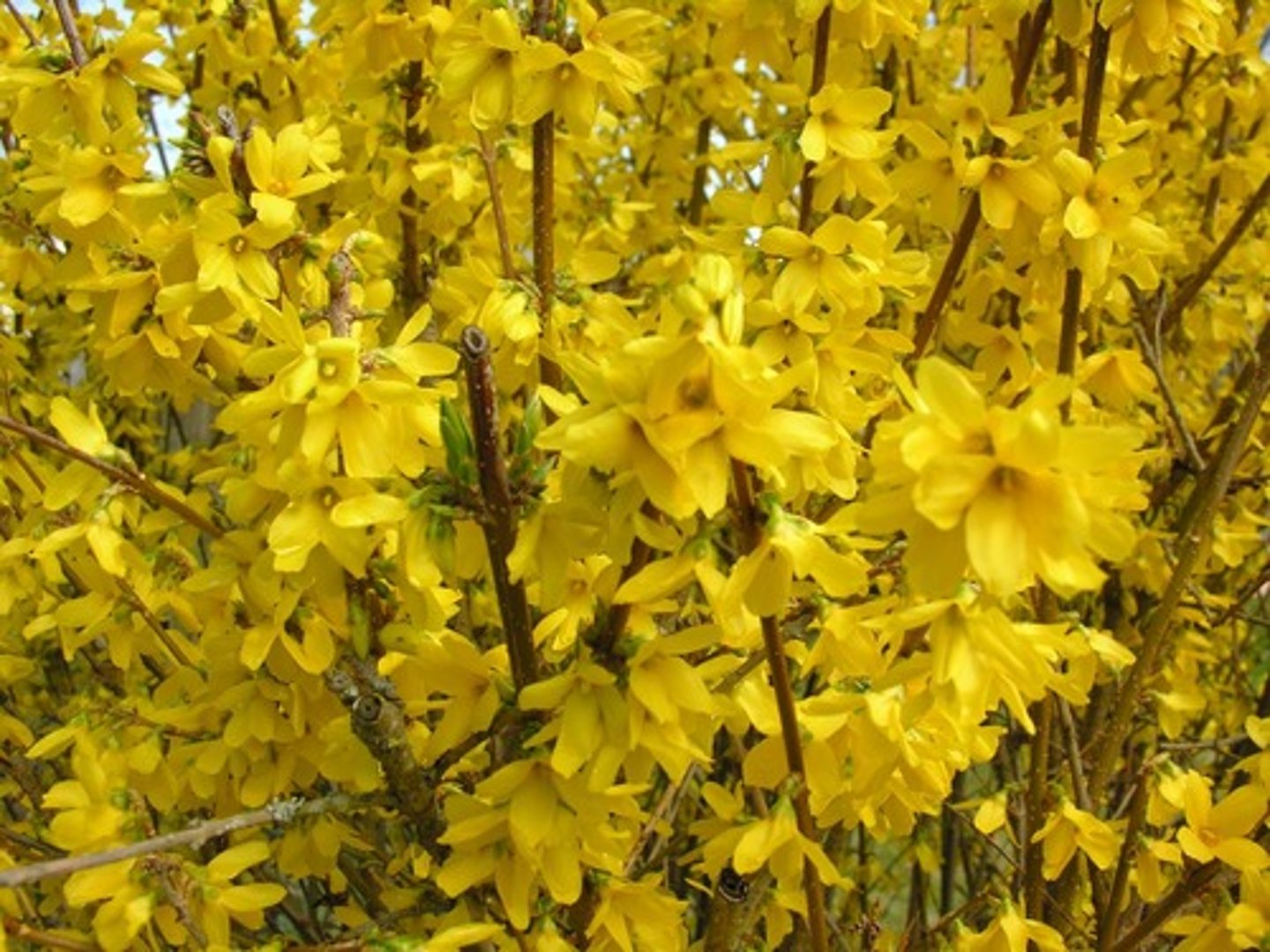 <p>Border Forsythia</p>