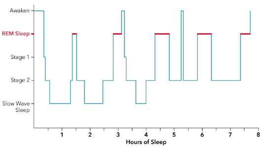 <p>sleep stage graph, shows 90 min cycles</p>