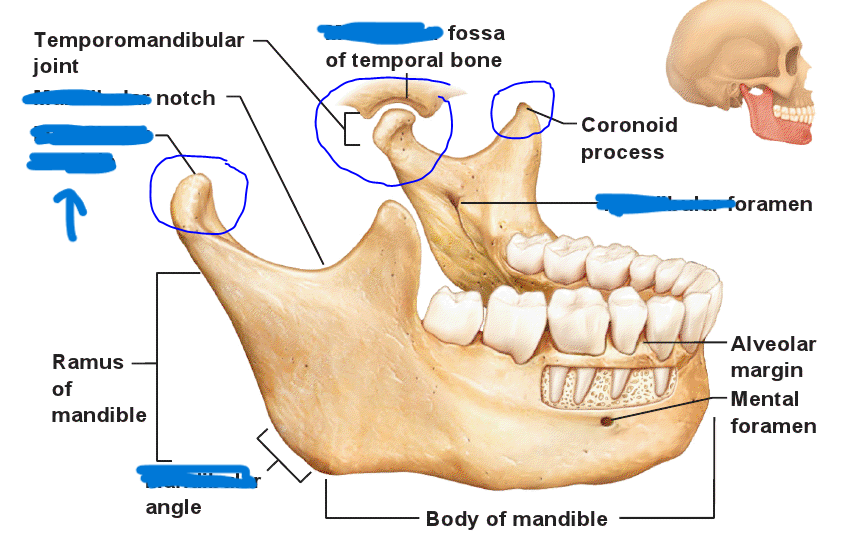 <p>what part of the mandible?</p>