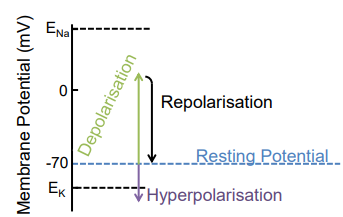 <p>excitable cells (neurons, cardiac cells) actively induce changes in their membrane potential</p><p>depolarisation influx of positively charged ions, known as excitatory post synaptic potential (ePSP)</p><p>hyperpolarisation: efflux of positively charged ions and an influx of negatively charged ions, known as inhibitory post synaptic potential (iPSP)</p>