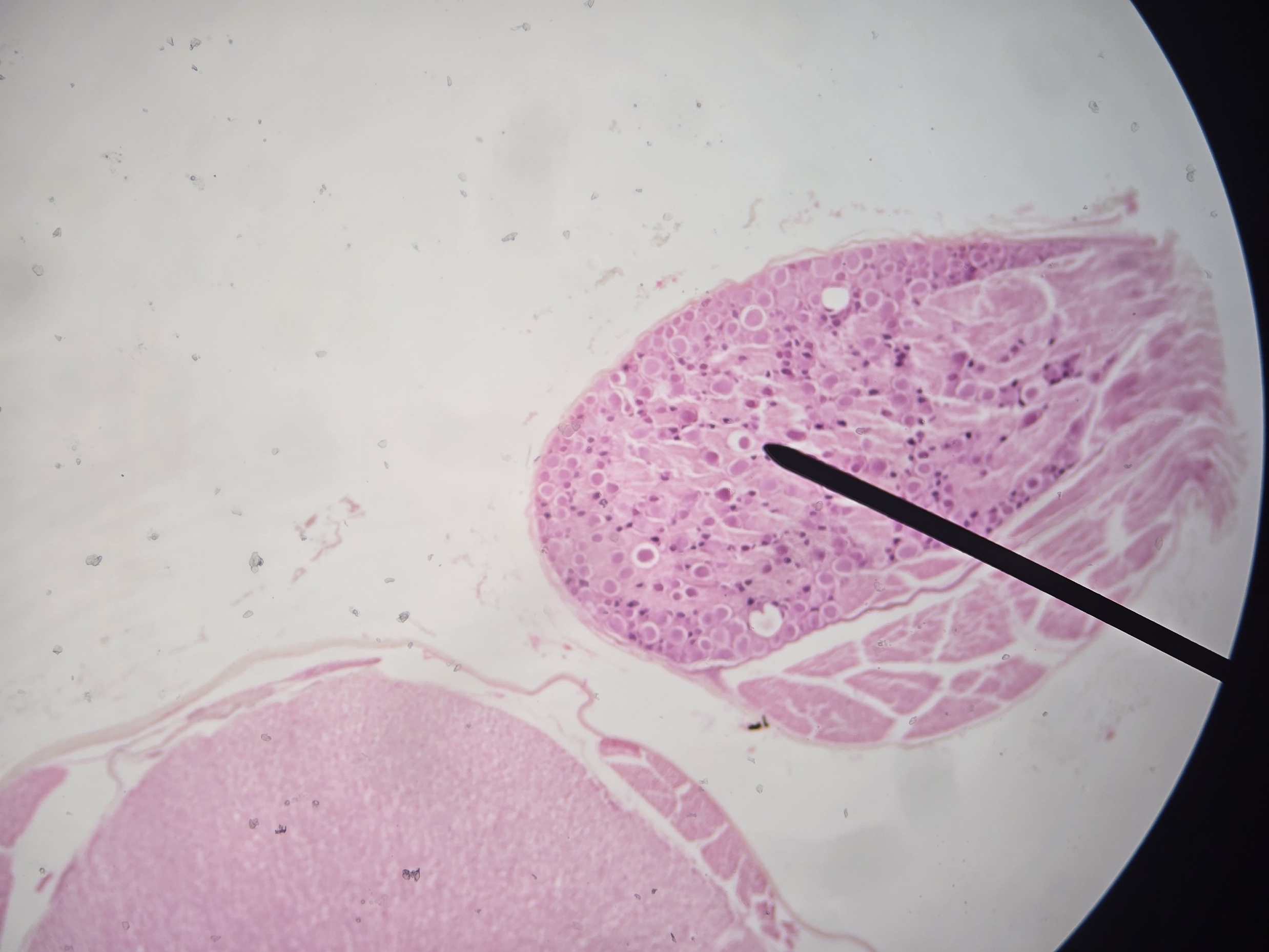 <p>Name Root/Structure, Be Specific and its Function</p>