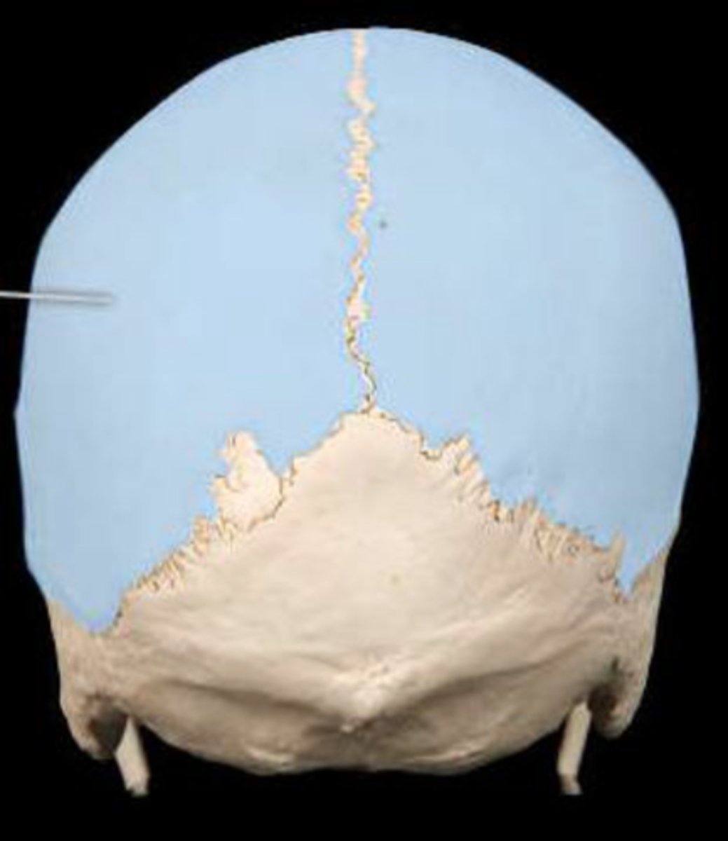 <p>blue highlighted (posterior view)</p>