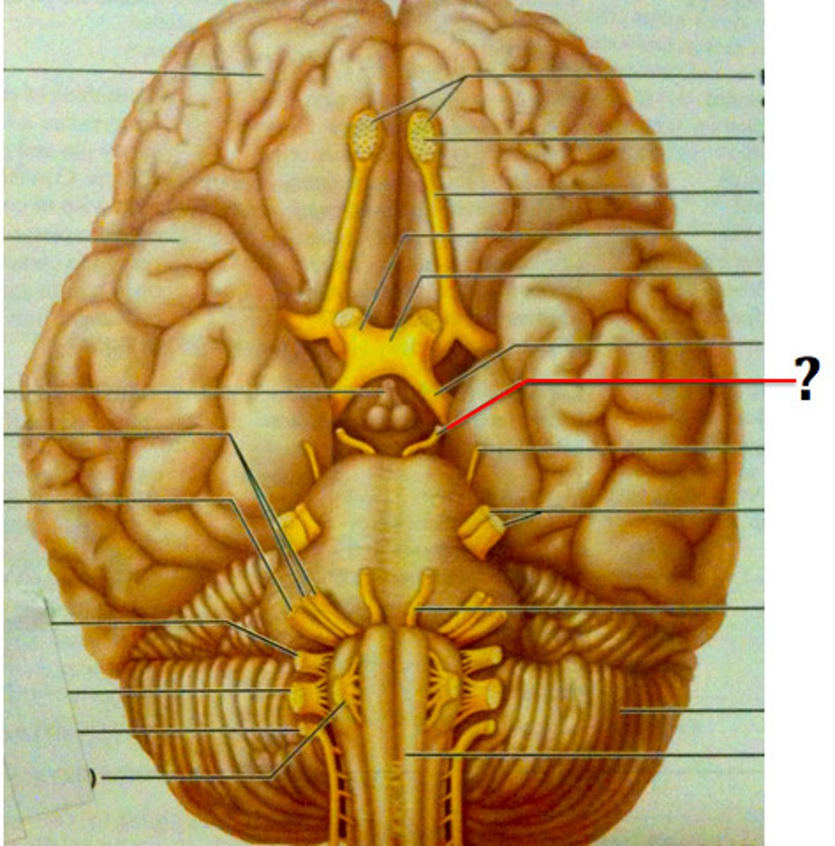 <p>-Fibers extend from ventral midbrain through superior orbital fissures to four of six extrinsic eye muscles</p><p>-Function in raising eyelid, directing eyeball, constricting iris (parasympathetic), and controlling lens shape</p>