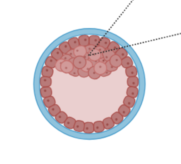 <p>What is a blastocyst? (Label diagram)</p>