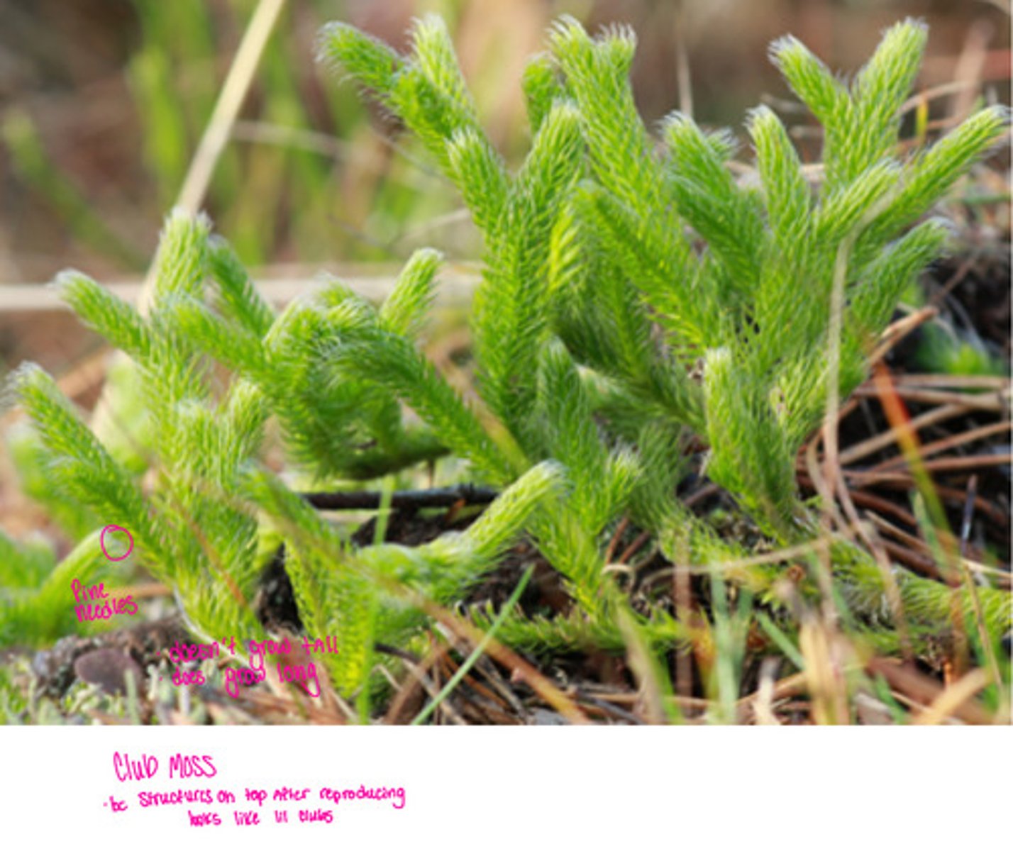 <p>Club moss ( because structures on top after reproducing look like little clubs )</p><p>-Pineneedles</p><p>- doesn’t grow tall</p><p>- does grow long</p>