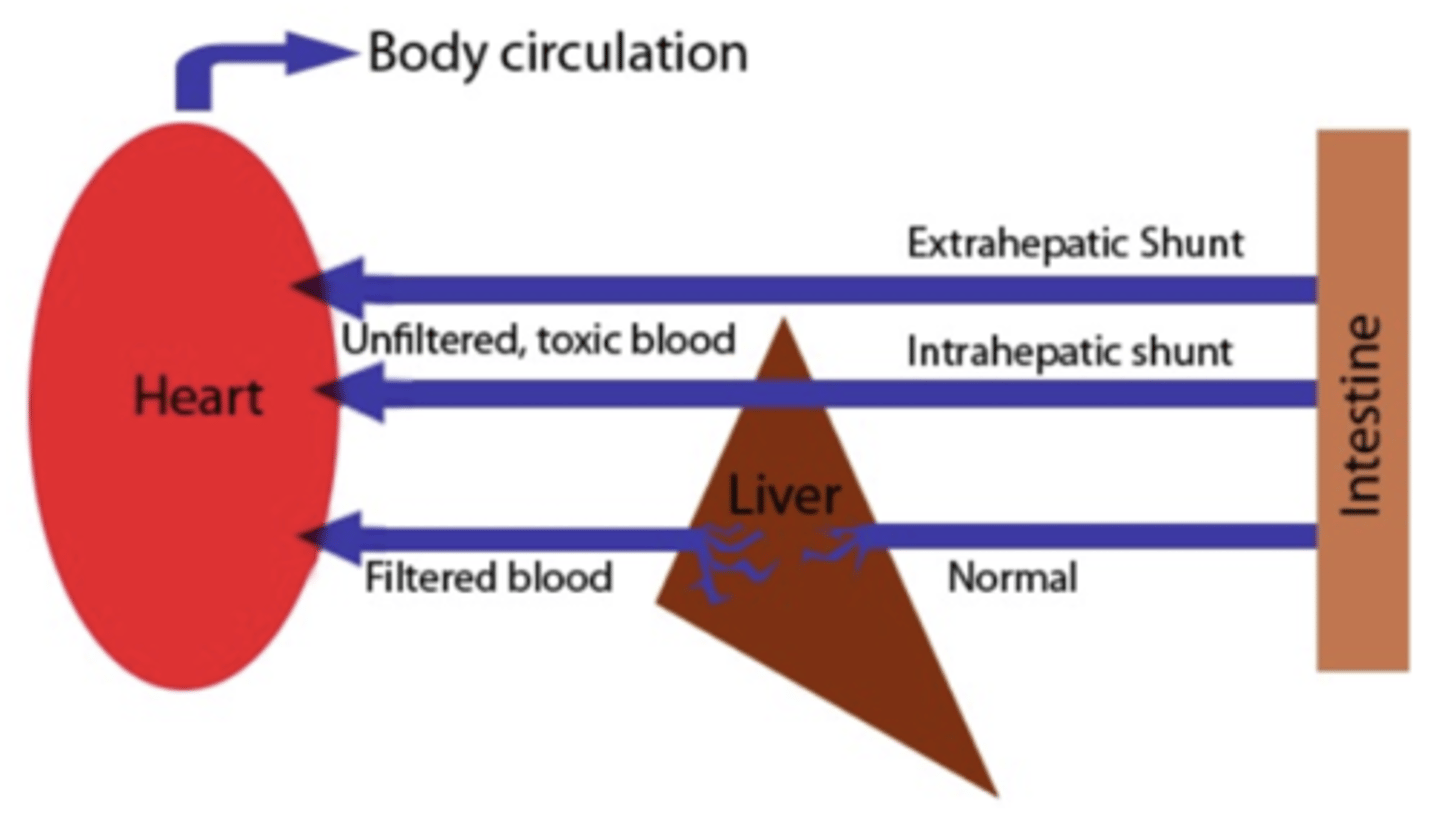 <p>a congenital disease of a connection between a vein and an artery. the animal will get intoxicated because venous blood flows to the arterial circulation and into tissues without being "cleaned" by the liver first.</p>