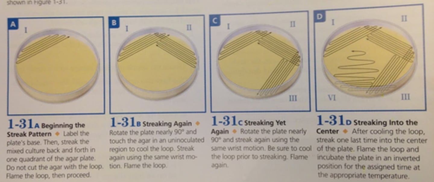 <p>Label agar side of plate; sterilize loop; when cooled (10+ sec), pick up bacteria with loop and spread over a small part of the plate; flame loop and cool, draw loop into loading zone 2-4 times then streak in 2nd sector; flame loop and cool, repeat with zone 2--> 3; flame loop and cool; draw loop into 3rd sector and streak 4th sector (zig zag)</p>