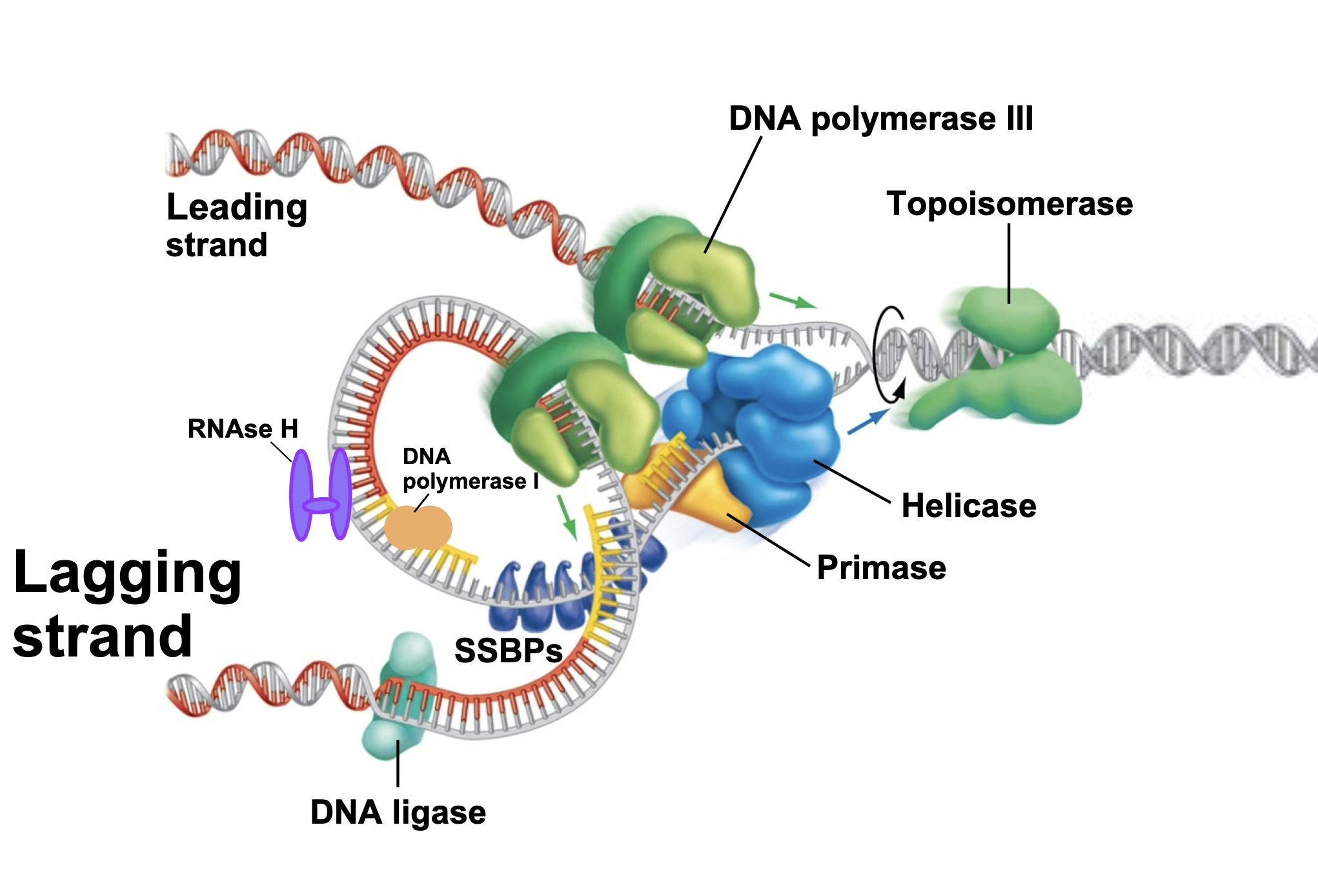 <p>Explain the Function of Helicase and SSBPs and Primase  and Primase  DNA Ligasin the second part</p>