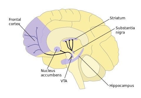 <p>Dopamine innervation for reward, pleasure, addiction, aggression, fear, impulsivity</p><ul><li><p>Substance abuse, addictive disorders, OCD, anxiety, mood disorders, ADHD</p></li></ul><p></p>