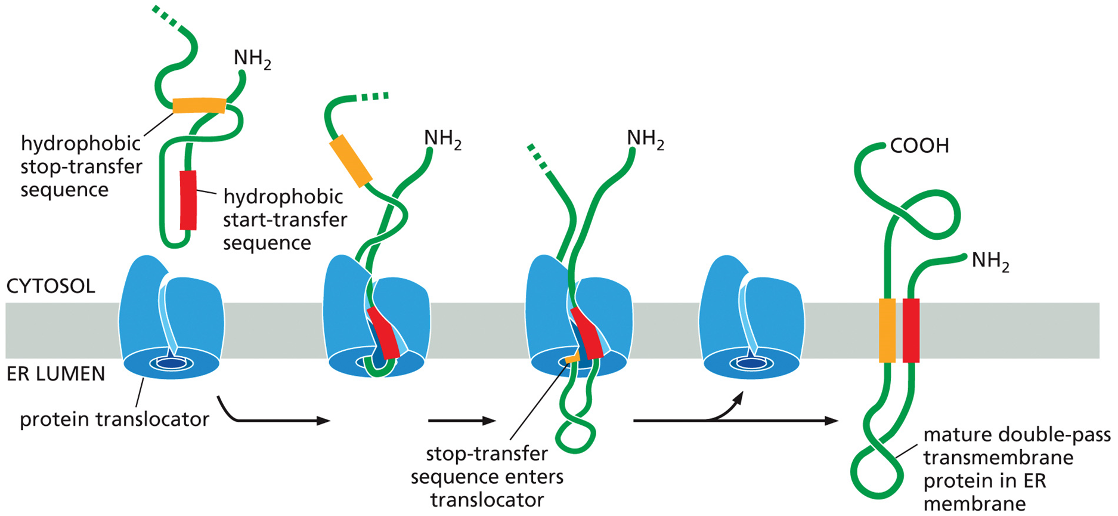 <p><span>from ppt: Internal signals result in multi-pass proteins</span></p><p><span>in some transmembrane proteins an internal signal sequence ( rather than an N terminal) is used to start the protein transfer</span></p><p><span>internal signal sequence=<strong> start- transfer seqeunce (never removed from the polypeptide)</strong></span></p><p><span>arrangement happens in multipass transmembrane proteins </span></p><p><span>the hydrophobic signal sequences work in pairs:</span></p><ul><li><p>internal start transfer sequence (initiates translocation until it a stop transfer sequence is released into the bilayer— they then remain as membrane spanning alpha helices) — no the star transferred nor the stock transfer sequences are cleaned off and the entire polypeptide chain remains anchored in the membrane (in the figure you can see a double pass transmembrane protein)</p></li></ul><p>Proteins that spend the membrane more than twice contain additional pairs of start and stop transfer sequences and the same process is repeated for each pair</p><p></p>