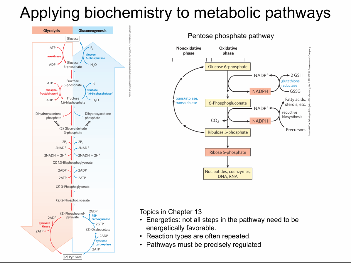<p>What does “applying biochemistry to metabolic pathways” mean in the context of this slide?</p>