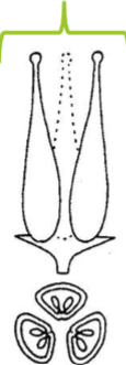<p>Apocarpous </p>