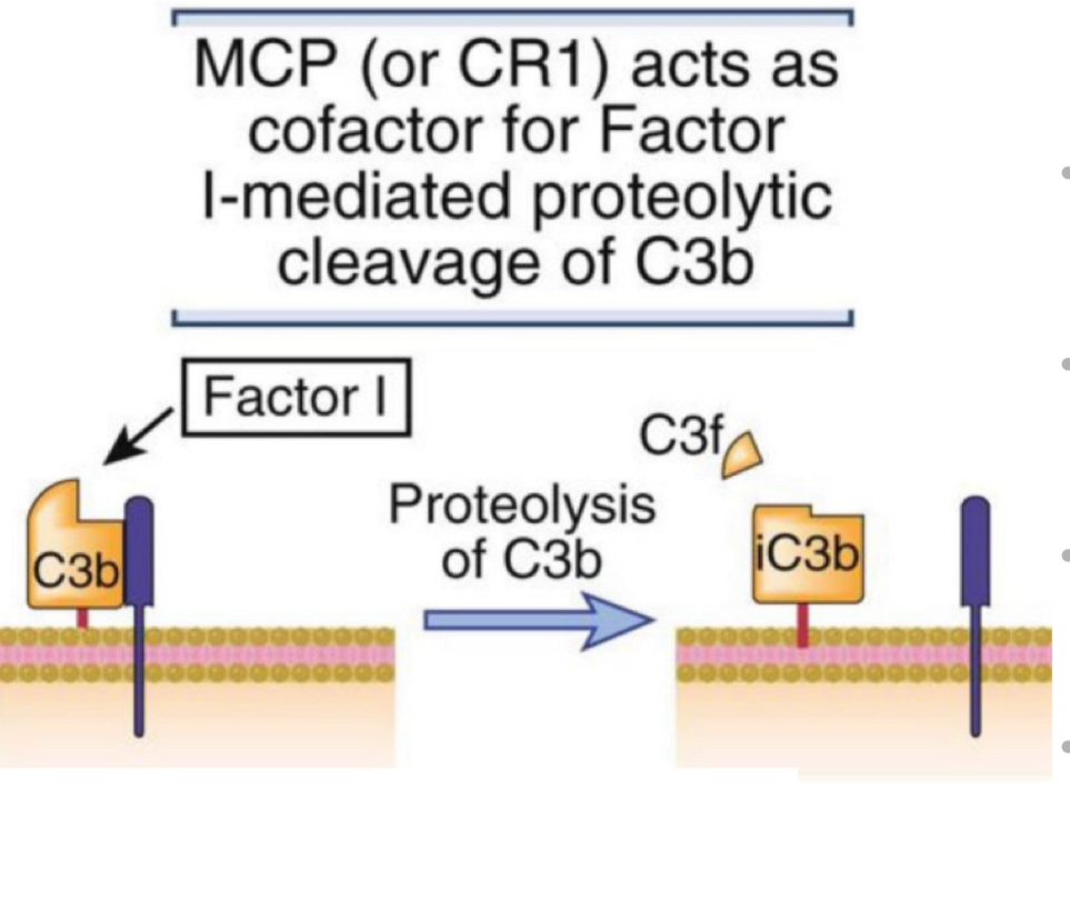 <p>cofactor for proteolytic breakdown of C3b into inactive iC3b</p><p>mediated by plasma enzyme factor 14</p>