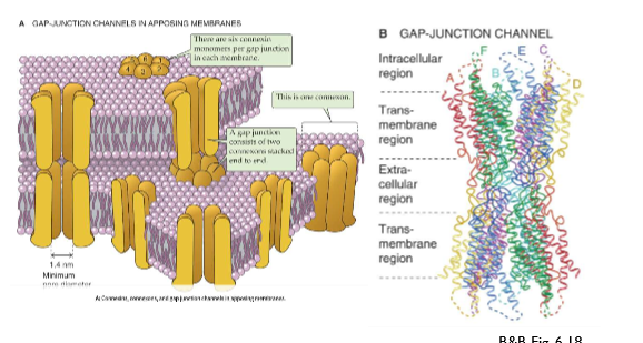 <p>→ type ionenkanaal: maken overbruggingen tussen 2 cellen</p><ol><li><p>hexamere structuur (6 subeenheden)</p></li><li><p>hexamere structuur cel 1 sluit aan aan hexamere structuur cel 2 → GAP junction kanaal → elektrische koppeling van verschillende cellen → belangrijk waar snelle elektrische geleiding nodig is: bv hartcel</p></li></ol><p></p>