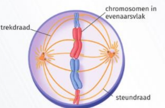 <ul><li><p>chromosomen liggen in het evenaarsvlak</p></li><li><p>chromosoom</p><ul><li><p>2 zusterchromatiden die bij elkaar gehouden worden door cohesine-eiwitten ter hoogte van het centromeer</p></li></ul></li></ul><p></p>