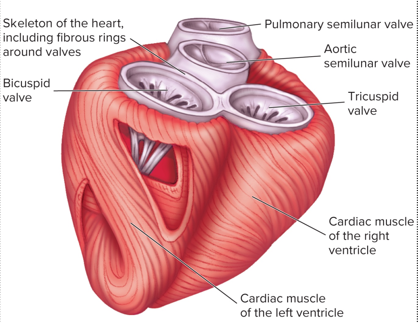 <p>Heart skeleton</p>