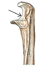 The area on the bone labeled with the arrow is this figure is the: