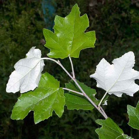 <p>Populus alba</p>