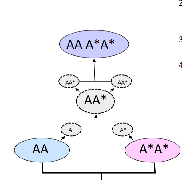 <p>1. two species mate and produce F1 hybrid offspring</p><p>2. F1 hybrid produces unreduced diploid gametes due to meiotic non-disjunction</p><p>3. diploid gametes combine to produce tetraploid F2 offspring</p><p>4. tetraploid is fertile, but is reproductively isolated from parental species</p>