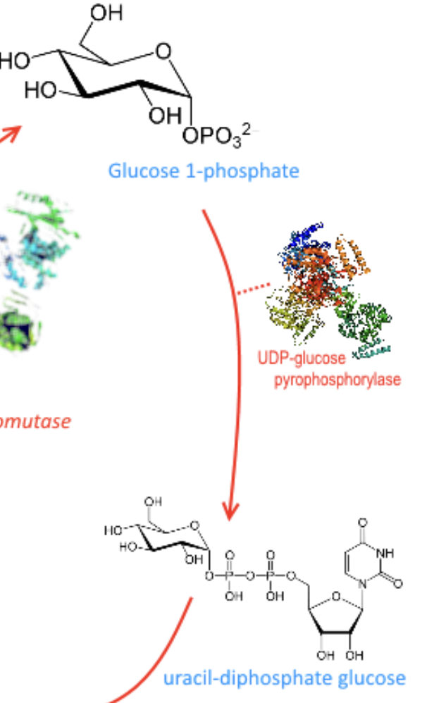 <p>UTP-glucose-1-phosphate uridylyltransferase (preferred name)</p><p>Also called:</p><ul><li><p>UDP-glucose pyrophosphorylase</p></li><li><p>UGPase</p></li><li><p>uridyltransferase</p></li></ul><p></p>