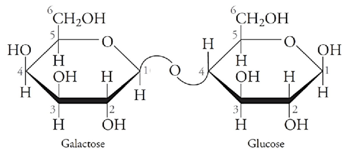 <p>The structure shows the ___ (alpha/beta) anomer of lactose:  </p>