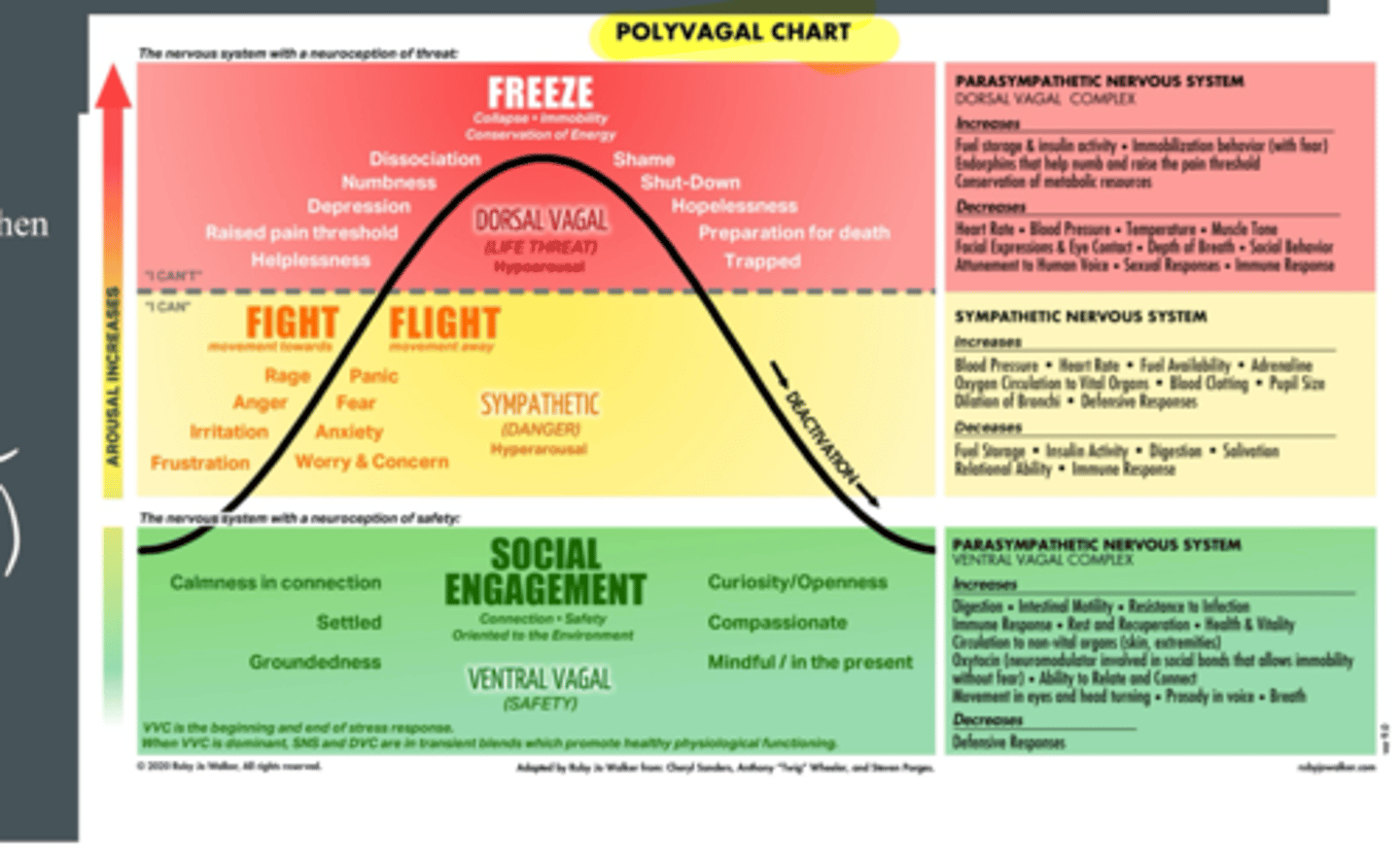 <p>social engagement (ventral vagal feeling safe) calm, mindful, compassionate</p><ul><li><p>Parasympathetic system increases things like digestion, resistance to infection, breath, immune response, etc. decreases defense</p><p></p></li></ul><p>fight or flight (sympathetic system feeling danger, hyperarousal)</p><ul><li><p>Fight: Anger rage frustration irritation</p></li><li><p>Flight: Panic fear anxiety worry</p></li></ul><ul><li><p>Sympathetic nervous system increases blood pressure, adrenaline, blood clotting, pupil size, defense, etc. decreases digestion, salivation, immune response, insulin activity etc.</p><p></p></li></ul><p>freeze (dorsal vagal life threatening, hypo arousal, spent too long in fight or flight mode) helplessness, depression, numbness, shutdown, zoned out, disassociated</p><ul><li><p>parasympathetic nervous system increases fuel storage, insulin activity, immobilization with fear, endorphins that help numb and increase pain threshold, etc. Decreases heart rate, temp, muscle tone, facial expressions, sexual responses, immune response, etc. </p></li></ul><p></p>