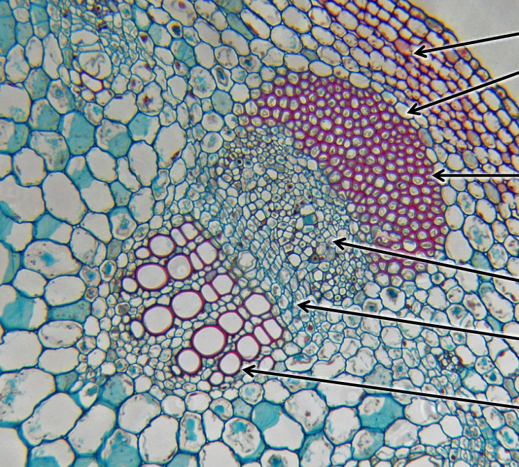 components of the vascular bundle in eudicots