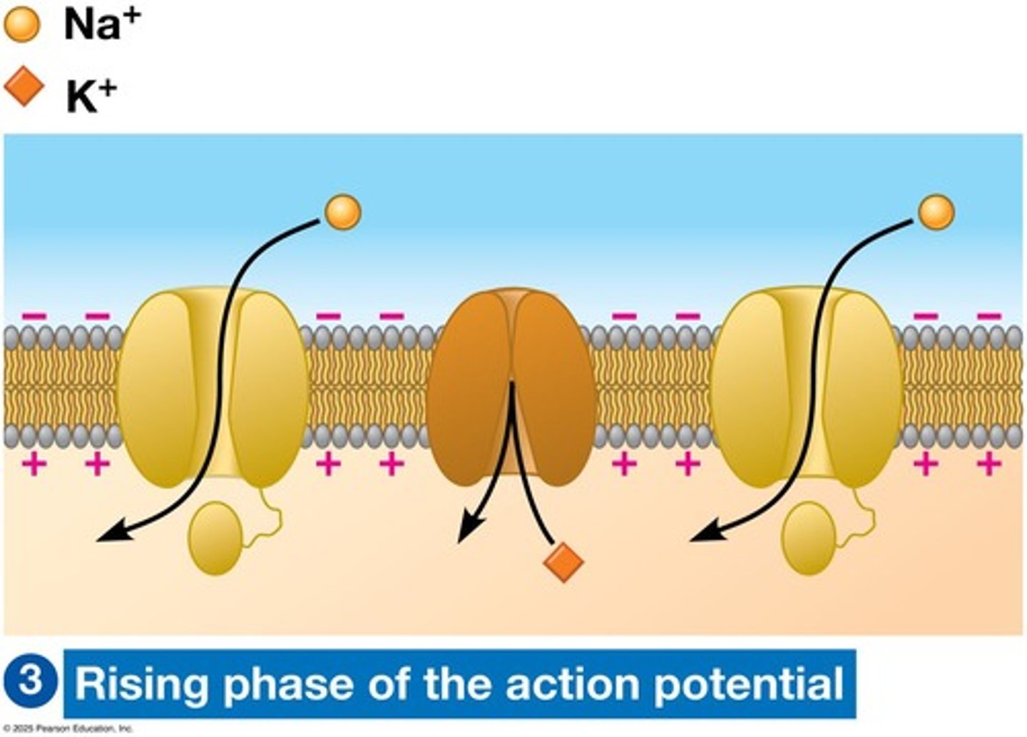 <p>Voltage-gated sodium channels open, allowing sodium to diffuse into the cell.</p>