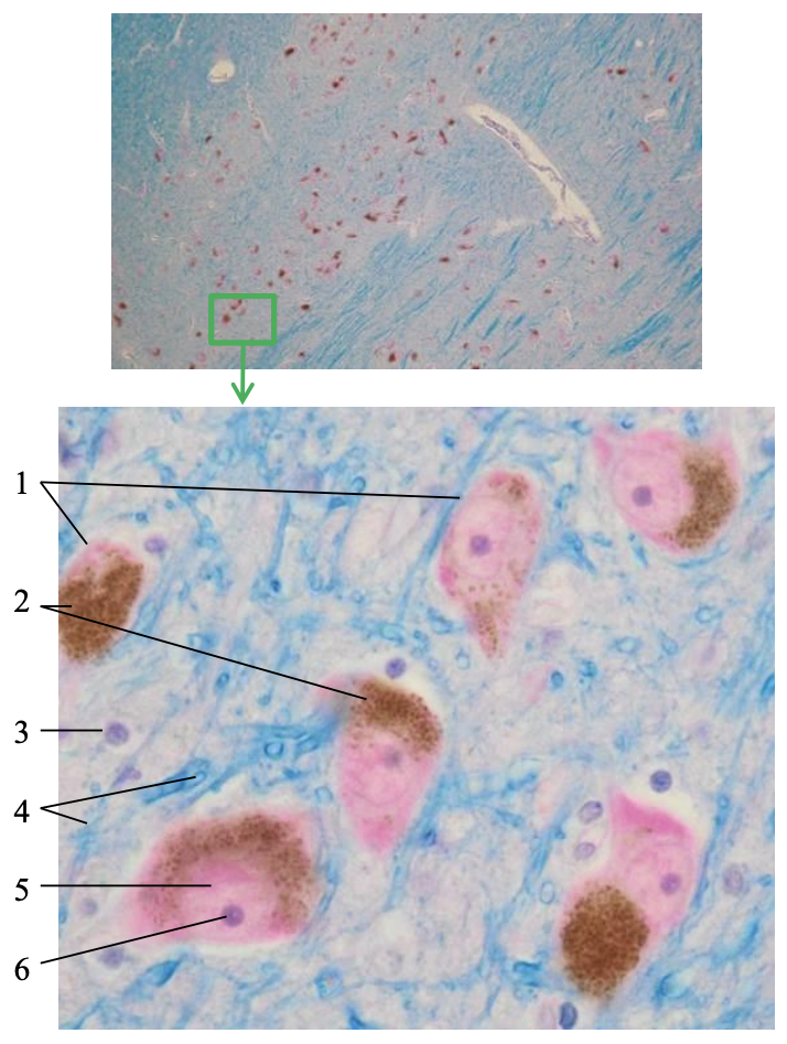 knowt flashcard image