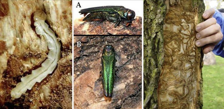 <p>After initial infestation, all ash trees are expected to die in an area with 10 years without control measures. 20% of urban forest is ash in Minnesota</p>