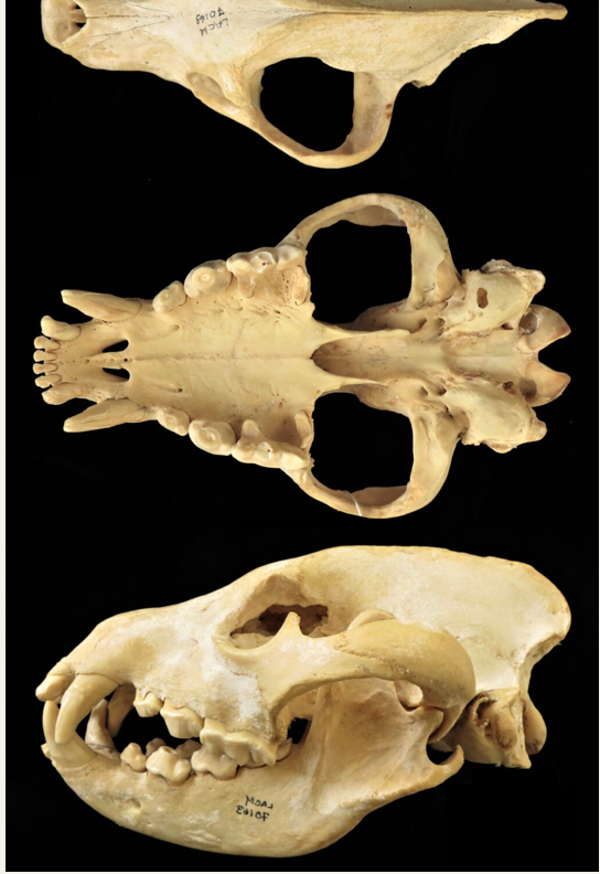<p>Suborder Feliformia</p><p>Family hyaenidae</p>