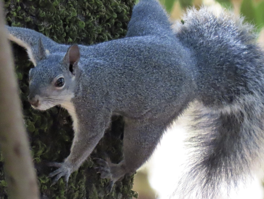 <ul><li><p>gray fur, very large fluffy tail</p></li><li><p>live in trees but often forage on ground</p></li><li><p>fungi, nuts, acorns, insects & CA Bay Laurel</p></li><li><p>native tree squirrel</p></li></ul><p></p>