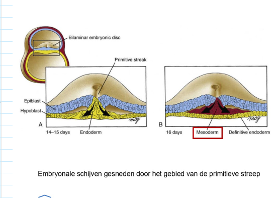<ul><li><p>op dag 16:</p><ul><li><p>epiblastcellen naast de primitieve streep verplaatsen zich naar de primitieve streep → ondergaan epitheliaal-naar-mesenchymale transitie (EMT)</p></li><li><p>tijdens EMT: epiblastcellen rekken zich vaak uit &amp; maken hun los van hun buren → migreren dan naar ruimte tussen epiblast &amp; hypoblast (of in hypoblast zelf)</p></li><li><p>gastrulatie = collectieve beweging van cellen door de primitieve streep &amp; naar interieur van embryo</p><ul><li><p>dit proces vormt 3 primaire kiemlagen</p></li></ul></li></ul><p>→ 1e binnendringende epiblastcellen vallen hypoblast binnen &amp; verplaatsen deze cellen</p><ul><li><p>hypoblast uiteindelijk volledig vervangen door nieuwe laag cellen = definitieve endoderm</p><ul><li><p>definitieve endoderm: geeft aanleiding tot bekleding van toekomstige darm &amp; darmderivaten (longen)</p></li></ul></li></ul></li><li><p>epiblast die op dag 16 binnendringt migreert tussen endoderm &amp; epiblastlagen → vormt intra-embryonaal mesoderm</p></li></ul><p></p>