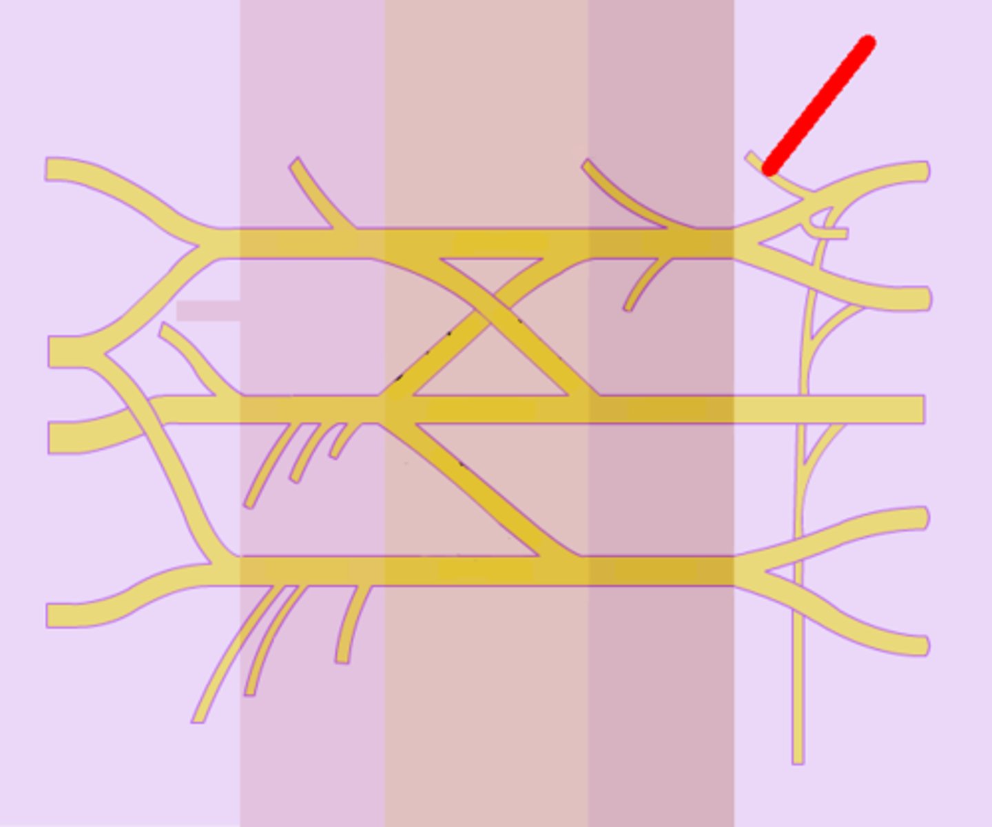 <p>rhomboid major and rhomboid minor muscles in the back</p>