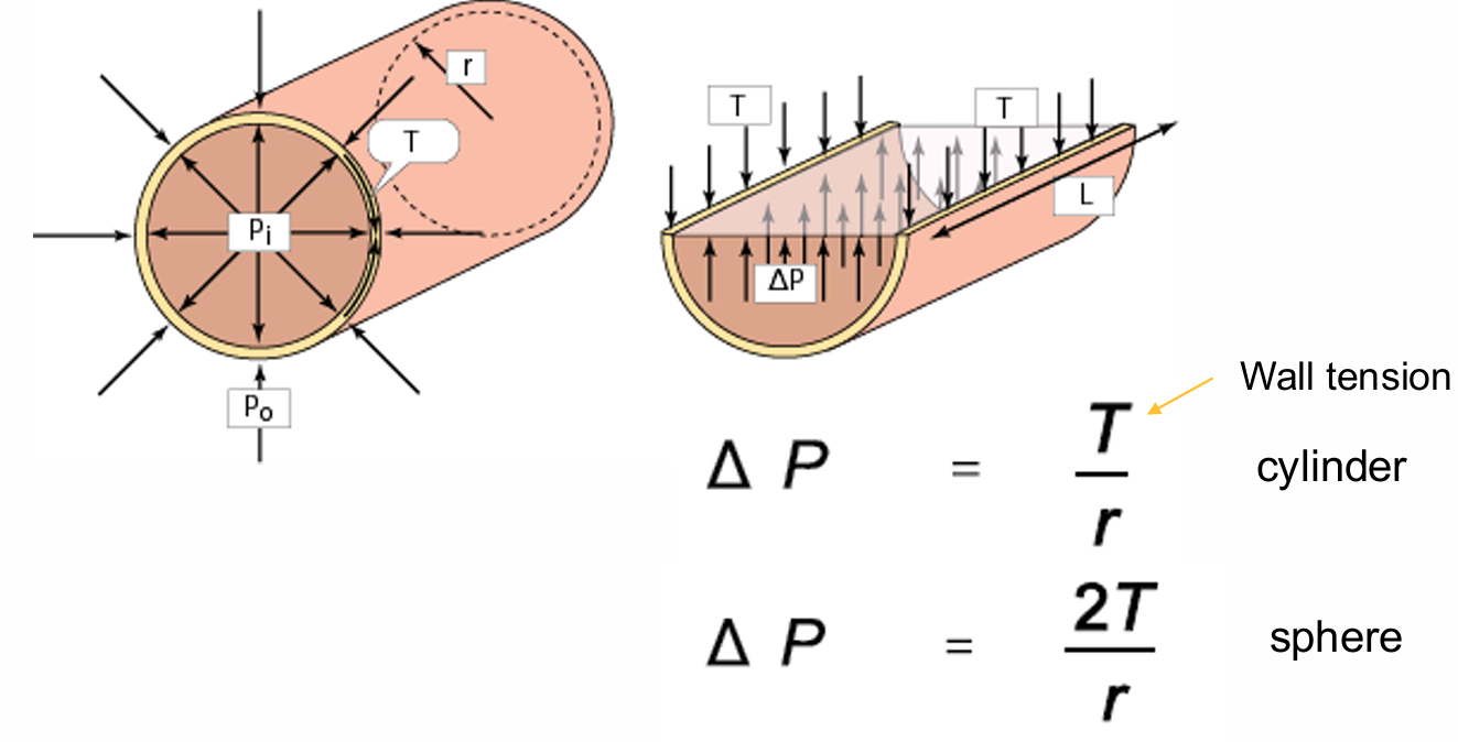 <p>The larger the vessel radius, the larger the wall tension required to withstand a given internal fluid pressure</p><ul><li><p>e.g: application trachea or food in esophagus</p></li><li><p>e.g: blood vessels cylindrical</p></li><li><p>e.g: bladder spherical</p></li><li><p>sphereical equation greater bc end on hot dogs break first (the sphereical part)</p></li></ul><p></p>