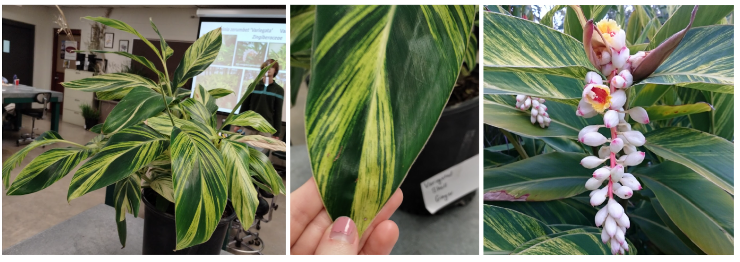 <p>Variegated Shell Ginger</p>