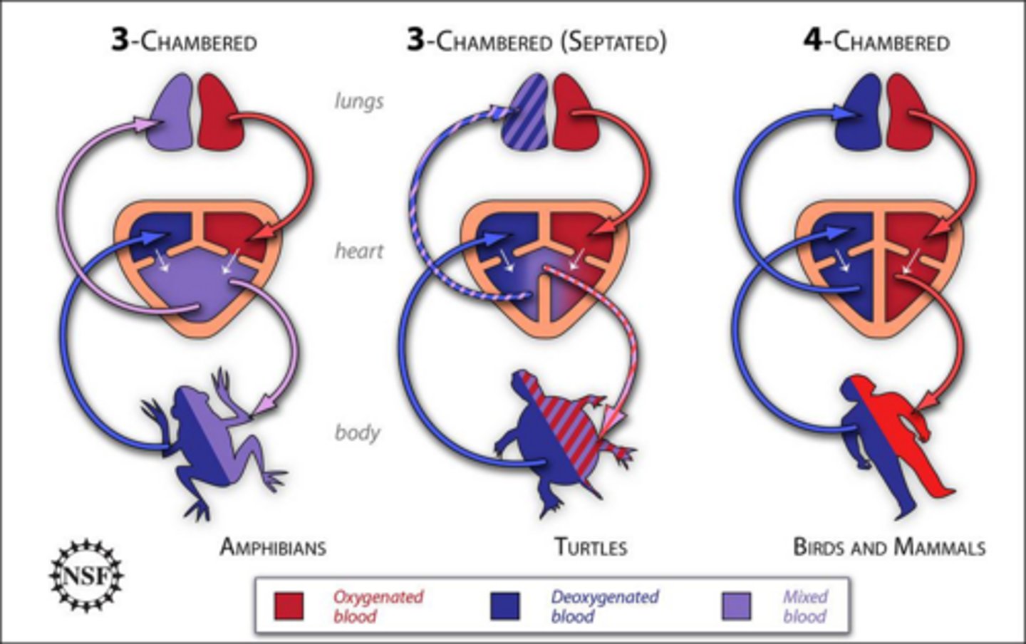 <p>Pulmonary circulation and systemic circulation.</p>