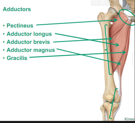 <p>Adductors: they bring the thigh to the midline</p><ul><li><p>Pectineus</p></li><li><p>Adductor longus: long, adducts the thighs</p></li><li><p>Adductor brevis: short, adducts the thighs</p></li><li><p>Adductor magnus: biggest, adducts the thighs</p></li><li><p>Gracilis</p></li></ul>