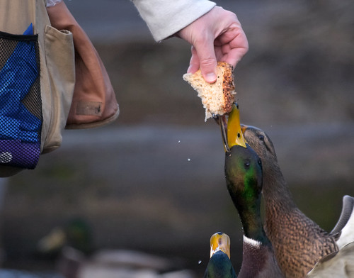 An organism's decreasing response to a stimulus with repeated exposure to it