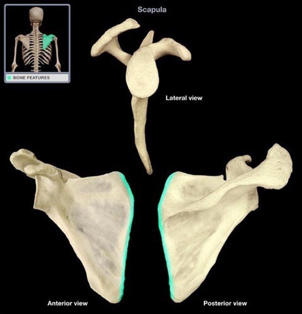 <p>- medial border between superior and inferior angles</p><p>- attachment for rhomboid, levator scapula, and seratus anterior muscles</p>