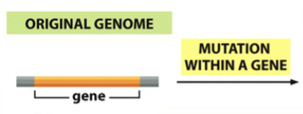 <p>genetic innovation (result) of mutation within a gene</p>