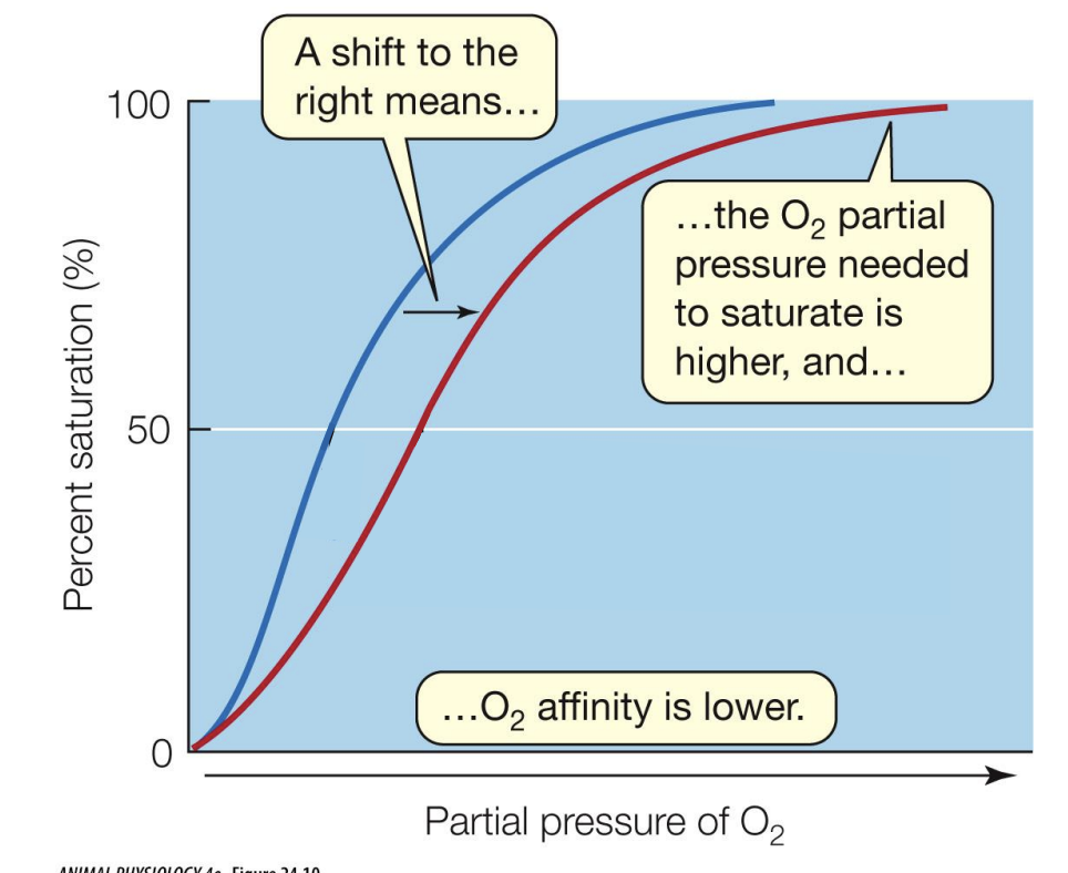<p>affinity is how easy it is for the hemoglobins to grab onto oxygens</p><ul><li><p>a shift to the right means the O2 partial pressure needed to saturate is higher, and O2 affinity is lower</p></li></ul><p></p>