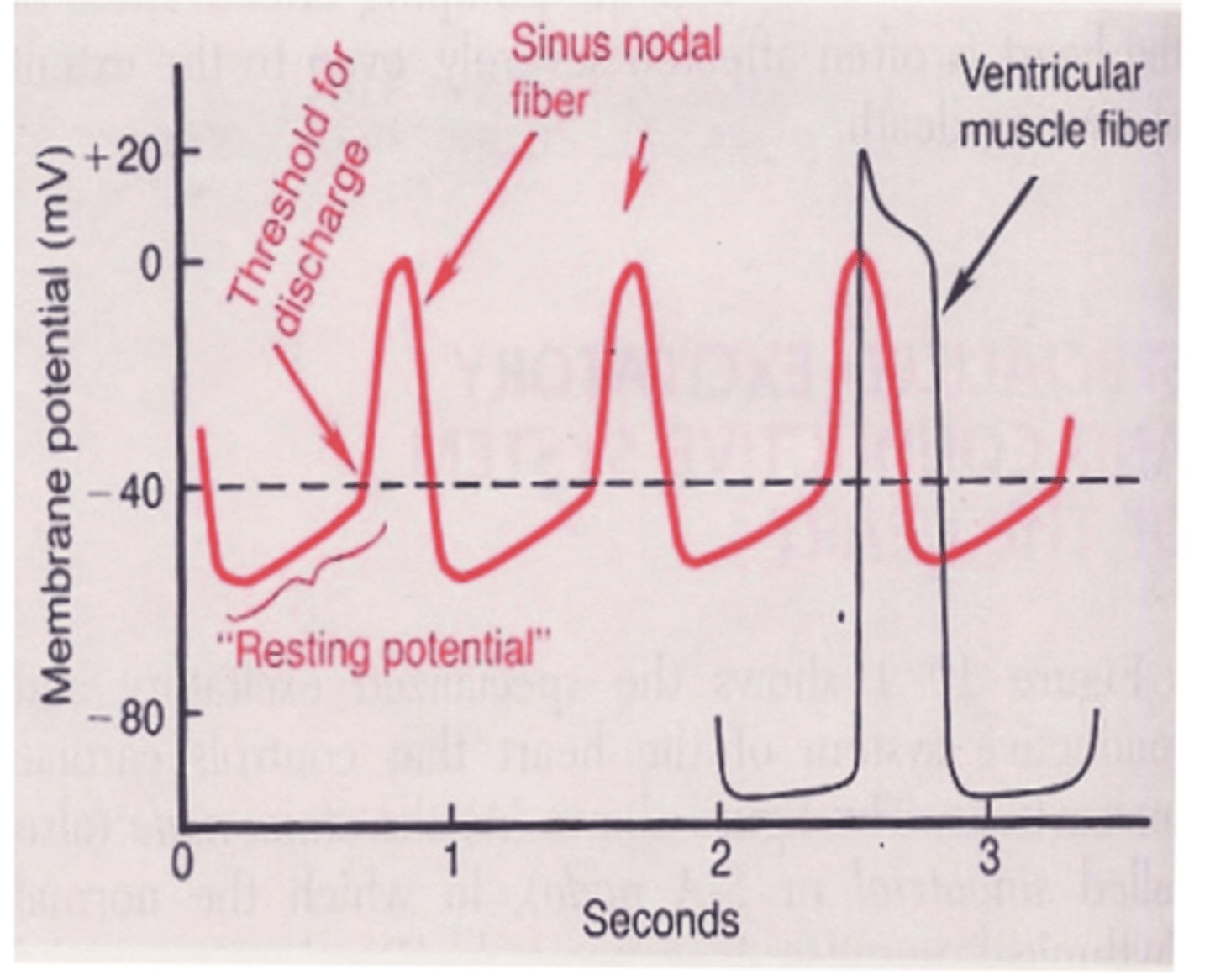 <p>The potential of the S-A fibers between discharges has a negativity of only 55-60 millivolts, compared to 85-90 mv for the ventricular muscle fibers, since the S-A fibers are</p>