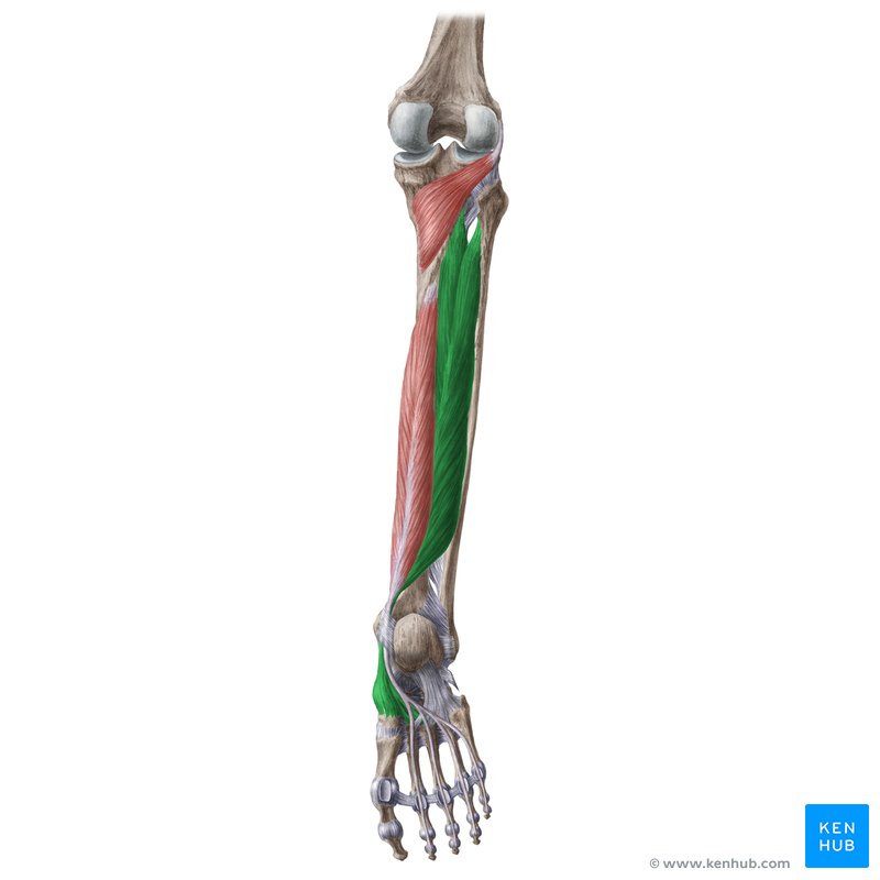 <p>I Tibial posterior</p>