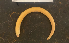 <p>What is the Superclass, Class, and common name of this vertebrate?</p>